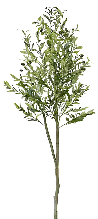 Young olive tree with dense green leaves and a few dark olives on the branches